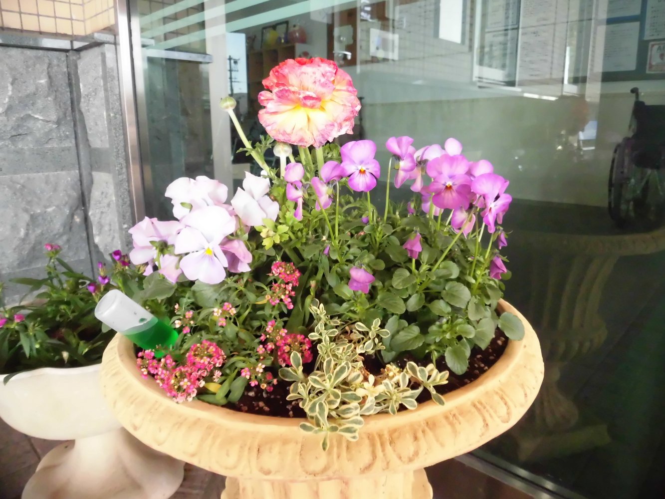 正面玄関に なでしこ が咲いています はまかぜブログ 介護老人保健施設はまかぜ 鳥取県境港市 社会福祉法人 恩賜財団 済生会
